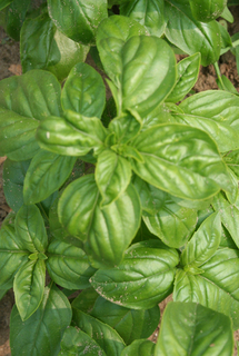 Basil Fresh